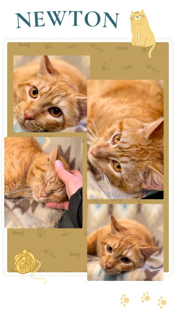 Newton, Adoptable, Adult Male Domestic Short Hair.