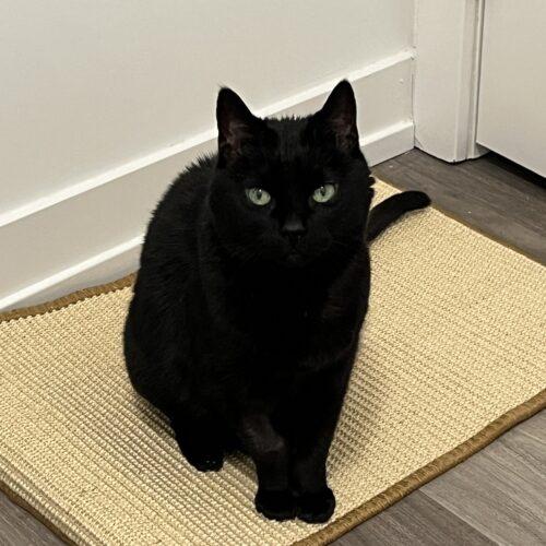Enlarge Midnight, a Adoptable Domestic Short Hair in Toronto, ON image 1/6