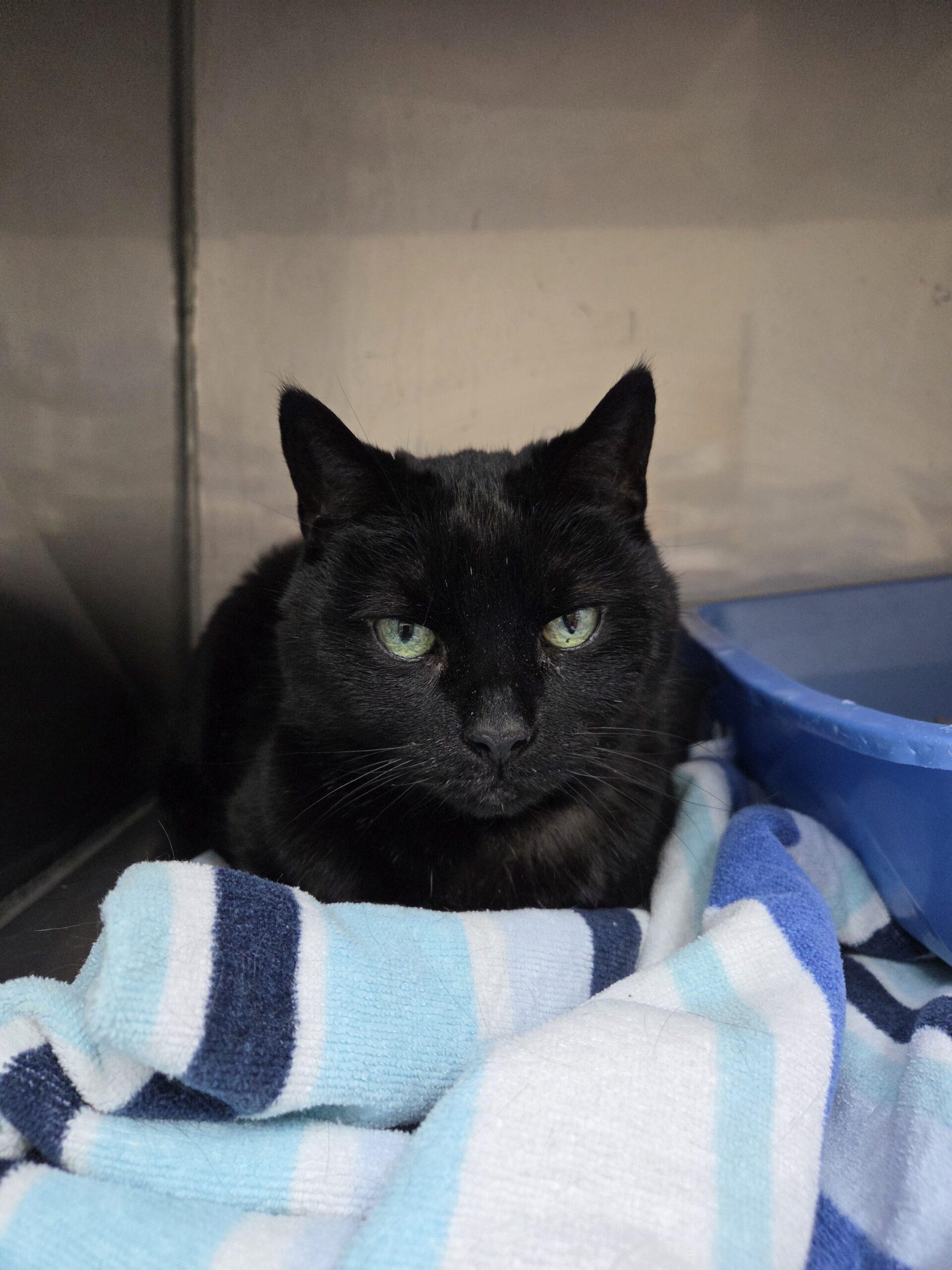 Enlarge Midnight, a Adoptable Domestic Short Hair in Toronto, ON image 1/2