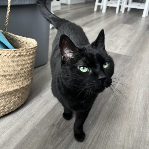 Enlarge Midnight, a Adoptable Domestic Short Hair in Toronto, ON image 2/6