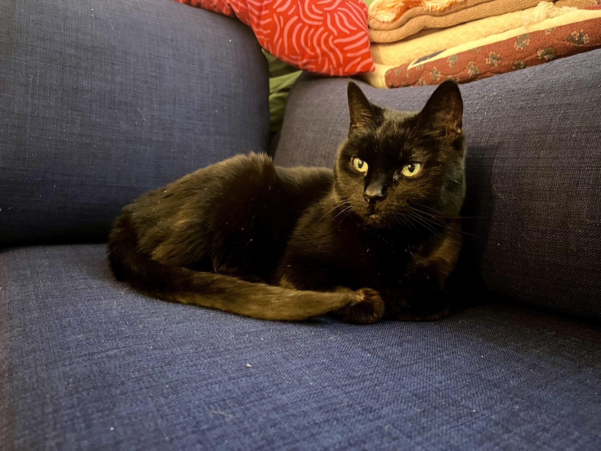 Enlarge Midnight, a Adoptable Domestic Short Hair in Toronto, ON image 3/6