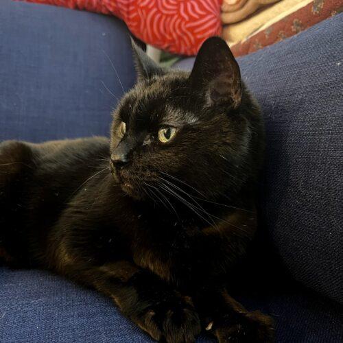 Enlarge Midnight, a Adoptable Domestic Short Hair in Toronto, ON image 4/6