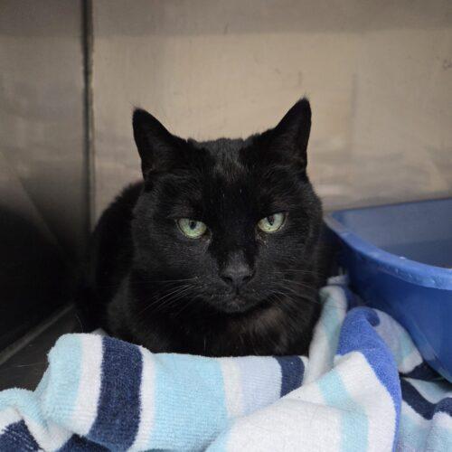 Midnight, Adoptable, Adult Female Domestic Short Hair.
