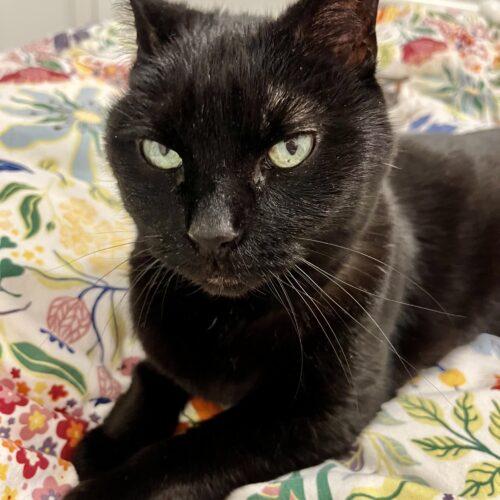 Enlarge Midnight, a Adoptable Domestic Short Hair in Toronto, ON image 6/6
