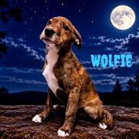 Enlarge Wolfie, a Adoptable Mixed Breed in Joliet, IL image 1/1