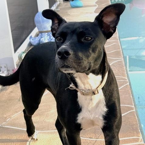 Enlarge Micki aka Lady M, a ADOPTABLE mixed breed in Palm Harbor, FL image 3/3