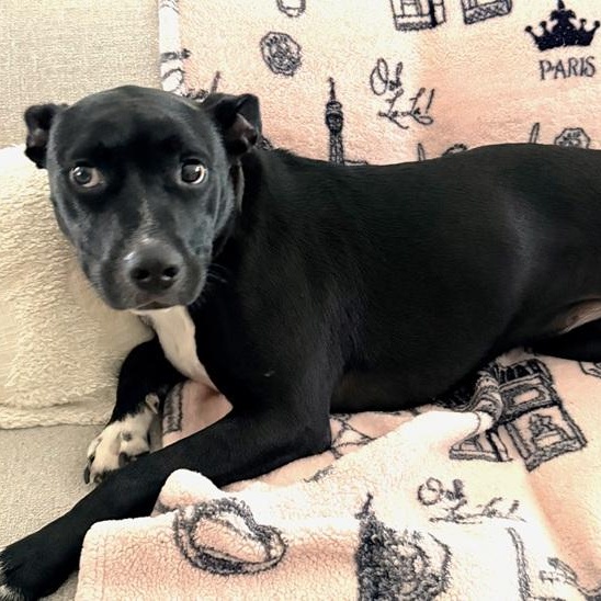 Enlarge Micki aka Lady M, a ADOPTABLE mixed breed in Palm Harbor, FL image 2/3