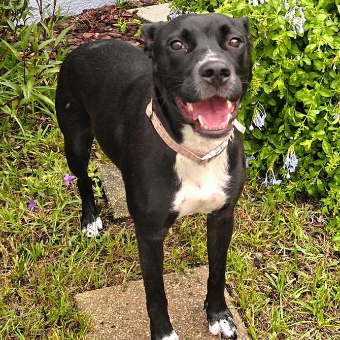 Enlarge Micki aka Lady M, a ADOPTABLE mixed breed in Palm Harbor, FL image 1/3