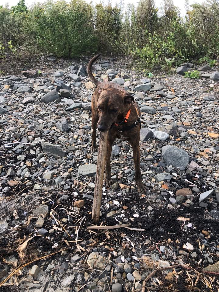 Hawk, an adopted mixed breed in North Berwick, ME image 3/6