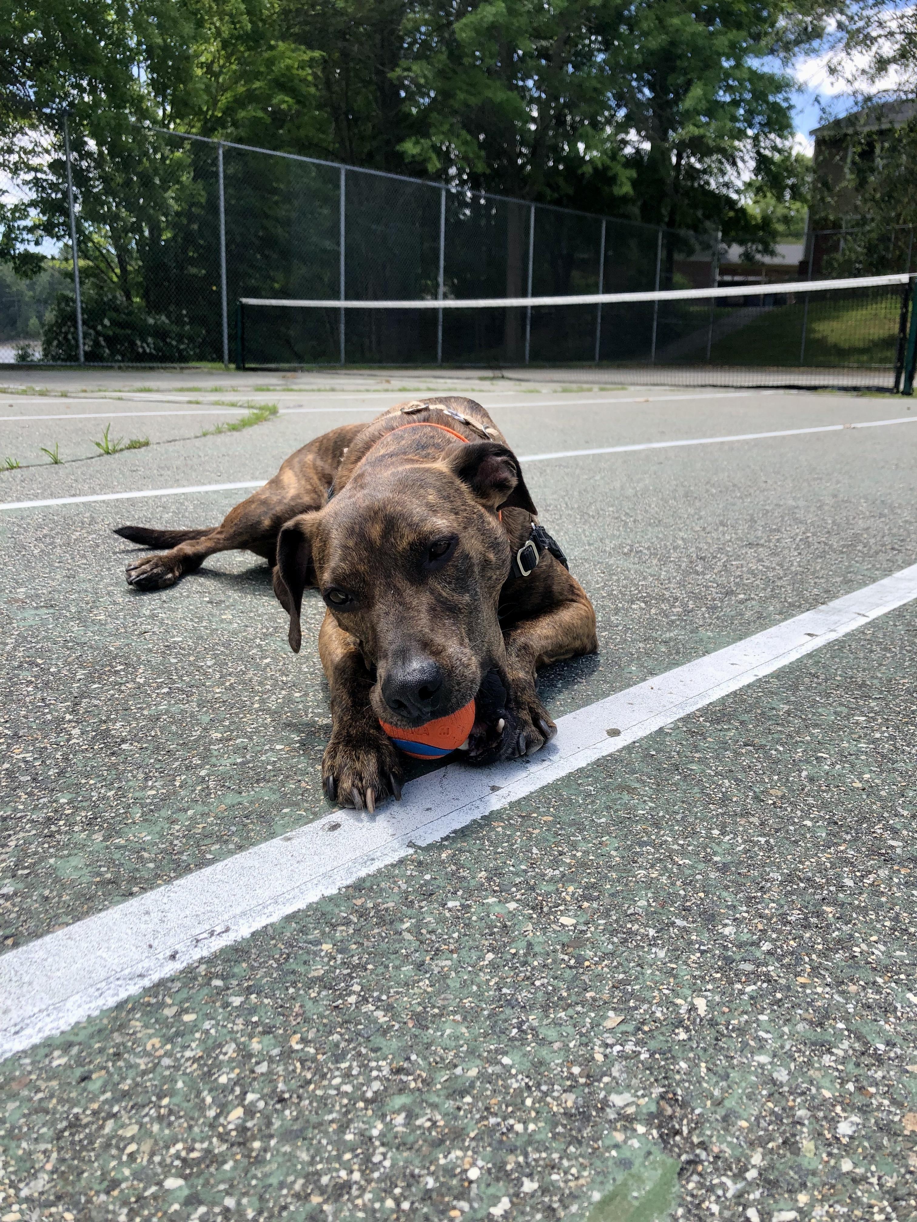 Hawk, an adopted mixed breed in North Berwick, ME image 4/6