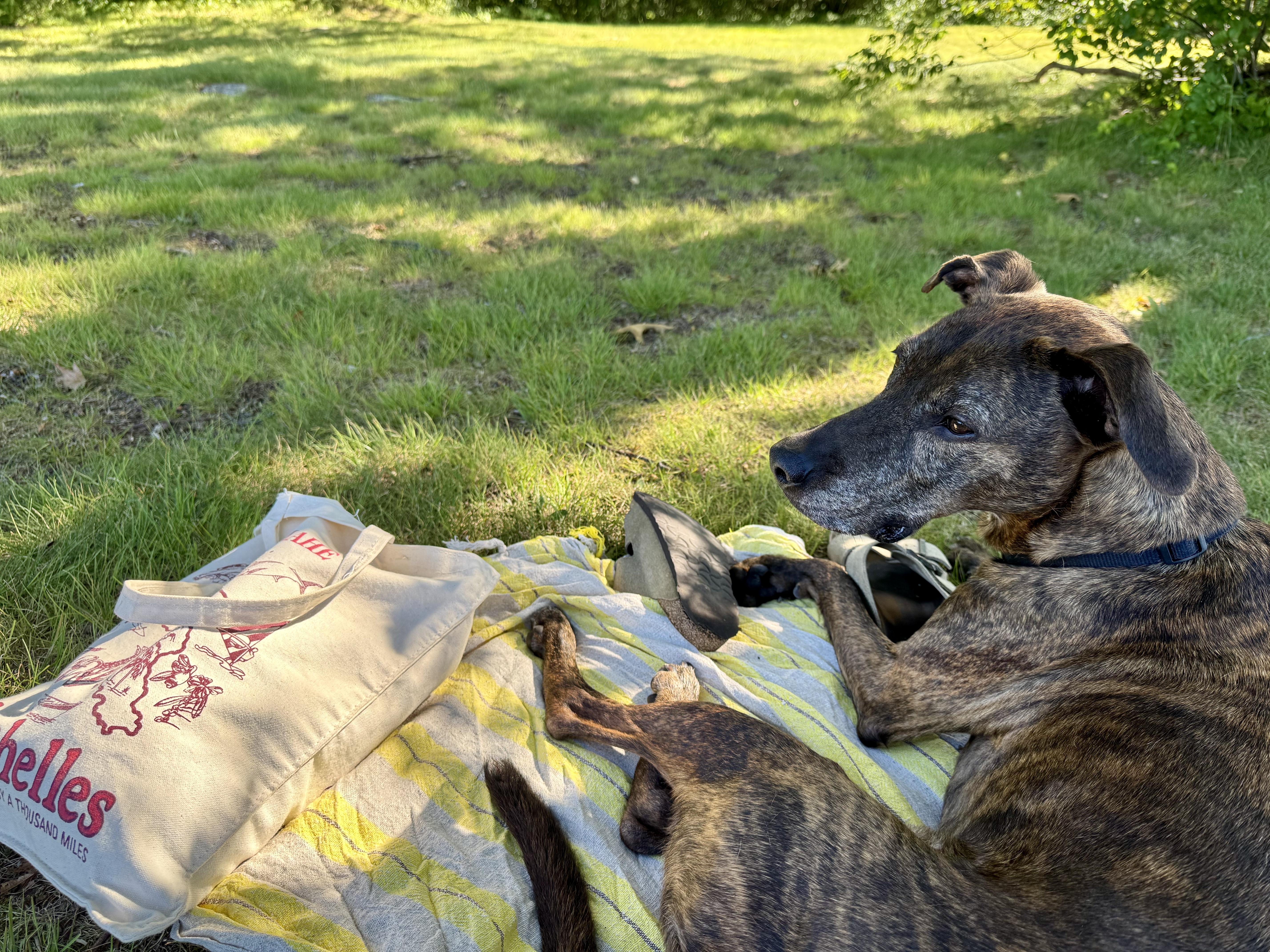 Hawk, an adopted mixed breed in North Berwick, ME image 1/6