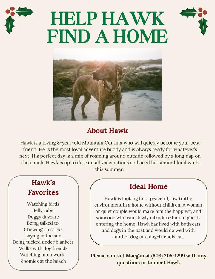 Hawk, an adopted mixed breed in North Berwick, ME image 6/6