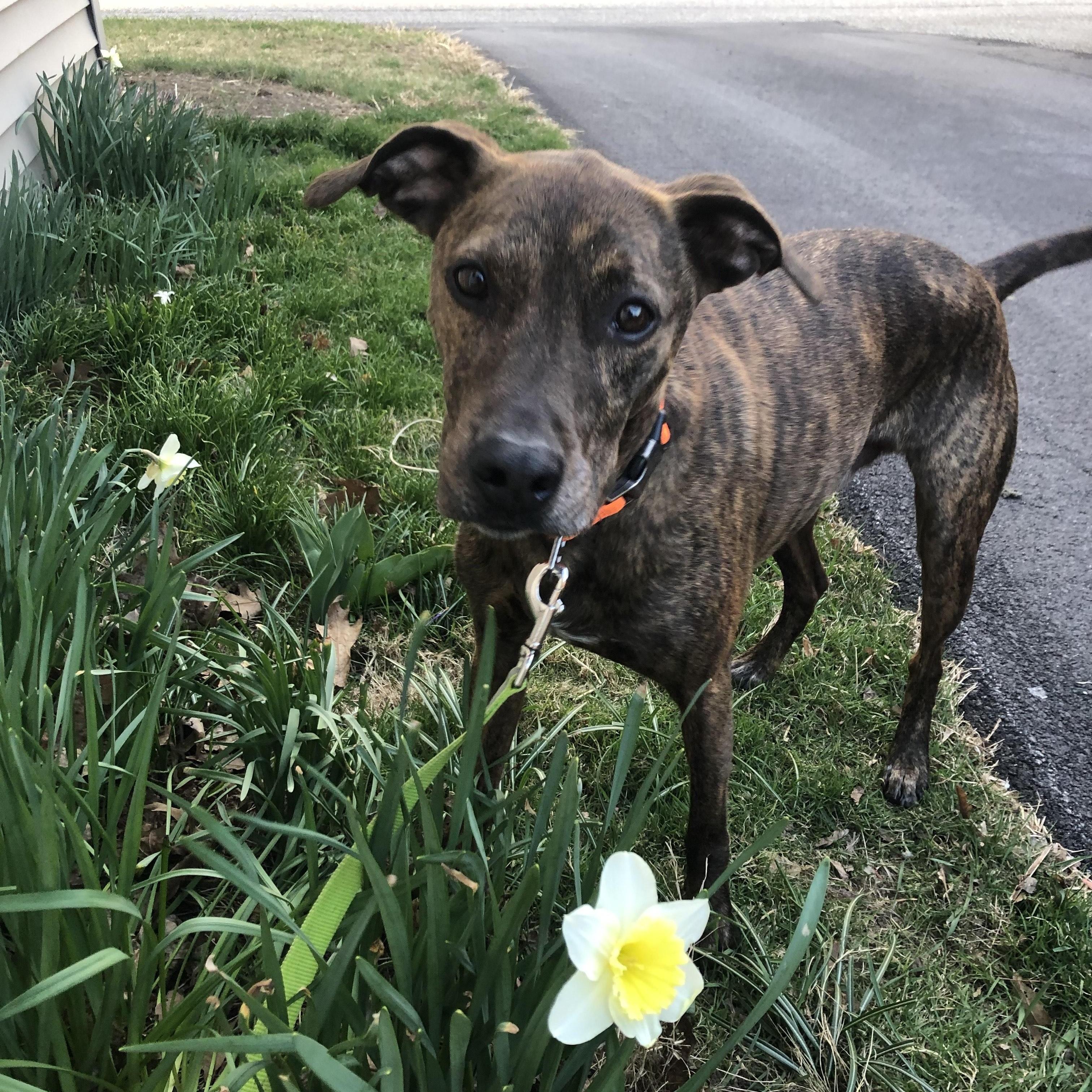Hawk, an adopted mixed breed in North Berwick, ME image 5/6
