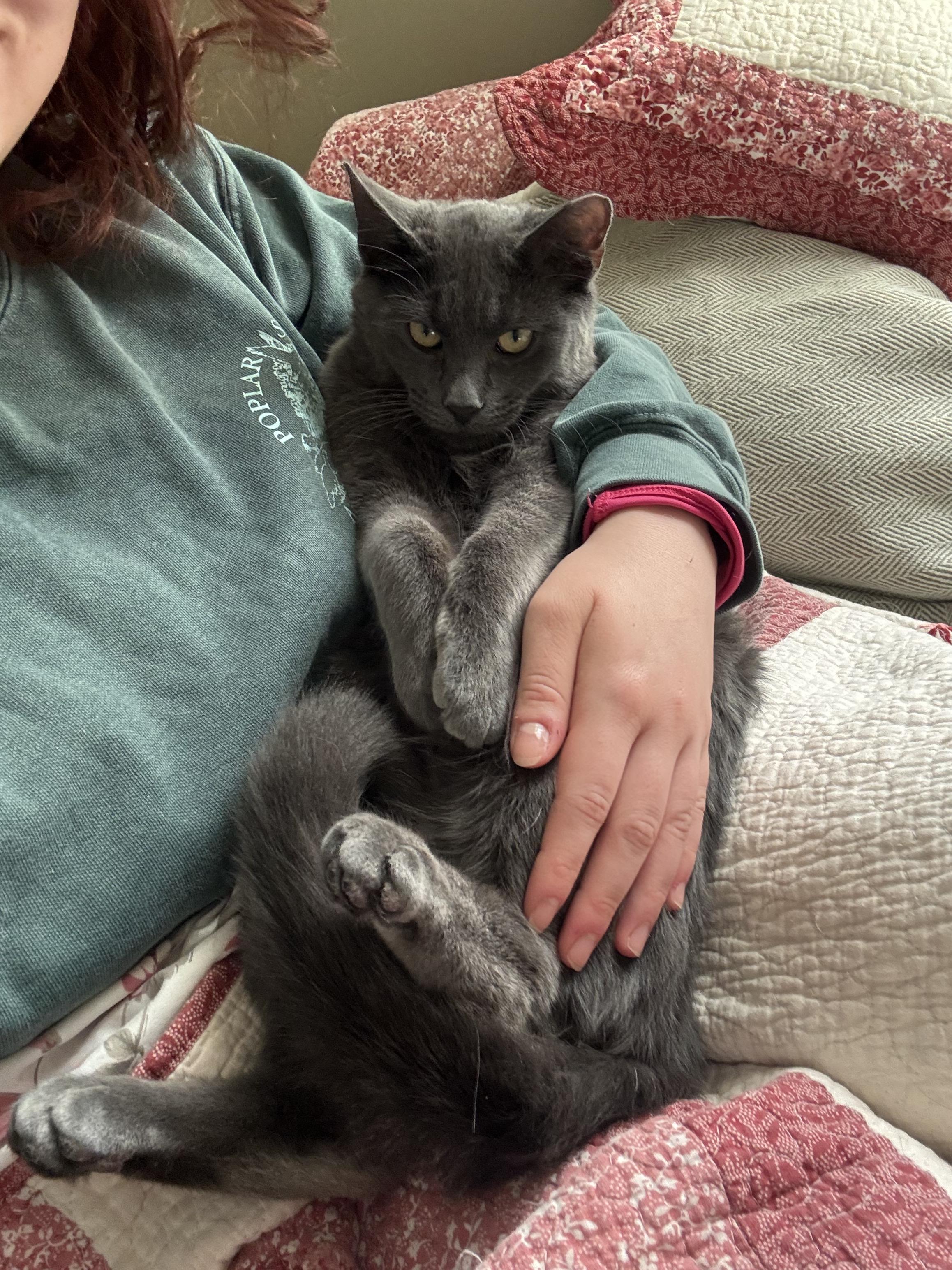 Enlarge Cielo, a ADOPTABLE Domestic Short Hair in Ridgewood, NY image 1/5