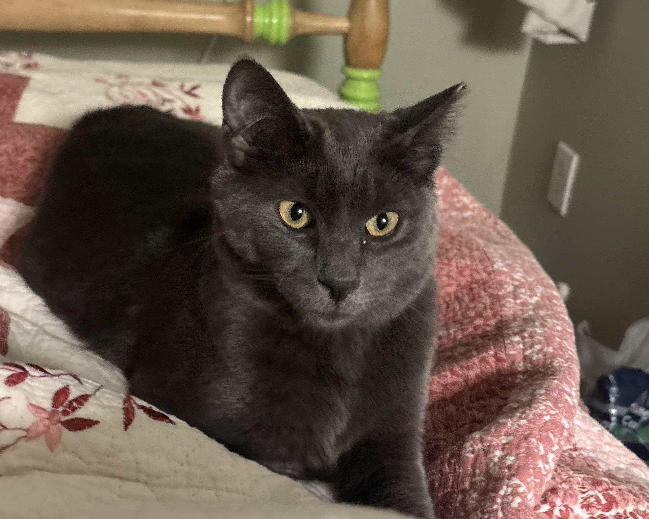 Enlarge Cielo, a ADOPTABLE Domestic Short Hair in Ridgewood, NY image 4/5