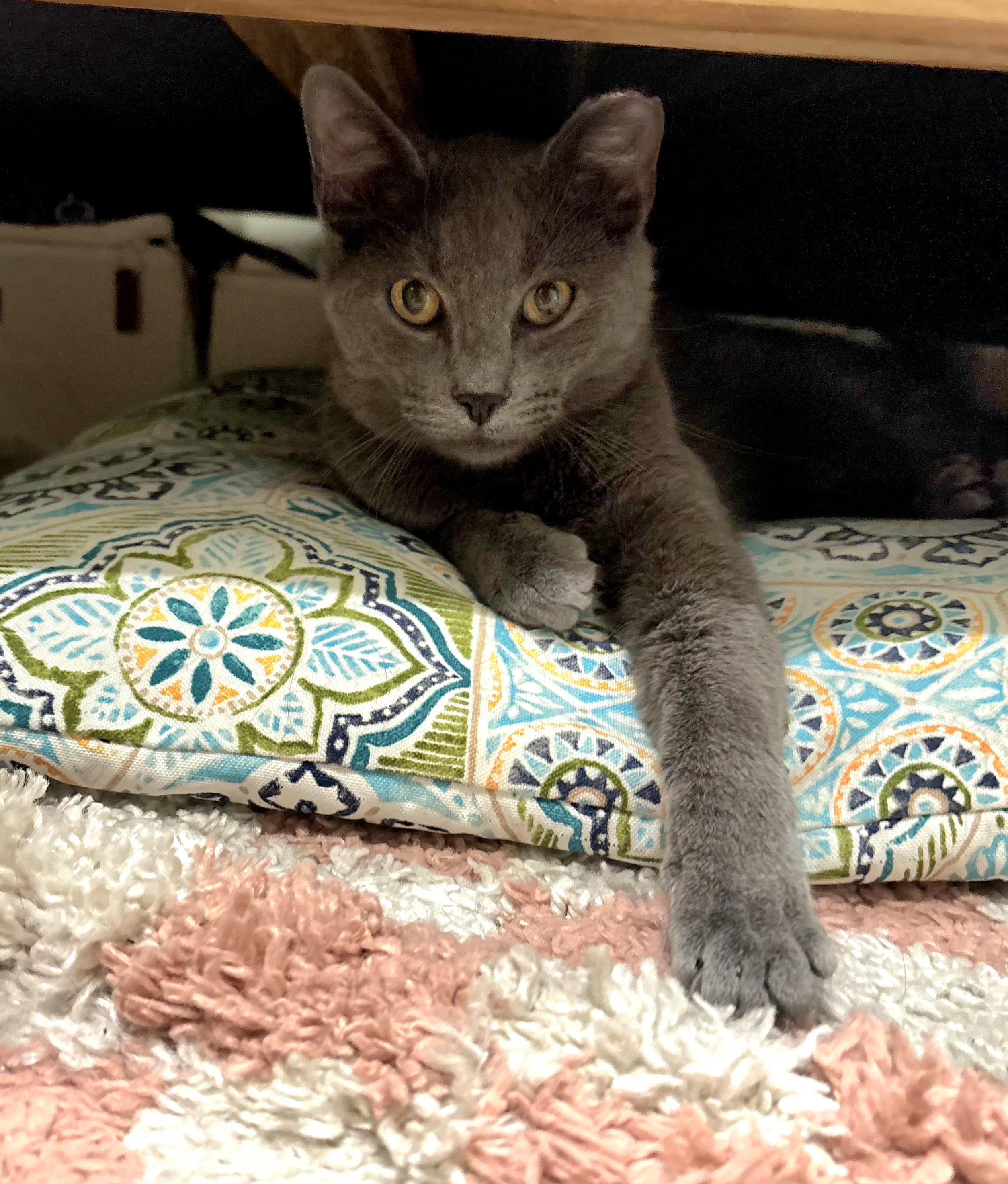 Enlarge Cielo, a ADOPTABLE Domestic Short Hair in Ridgewood, NY image 3/5