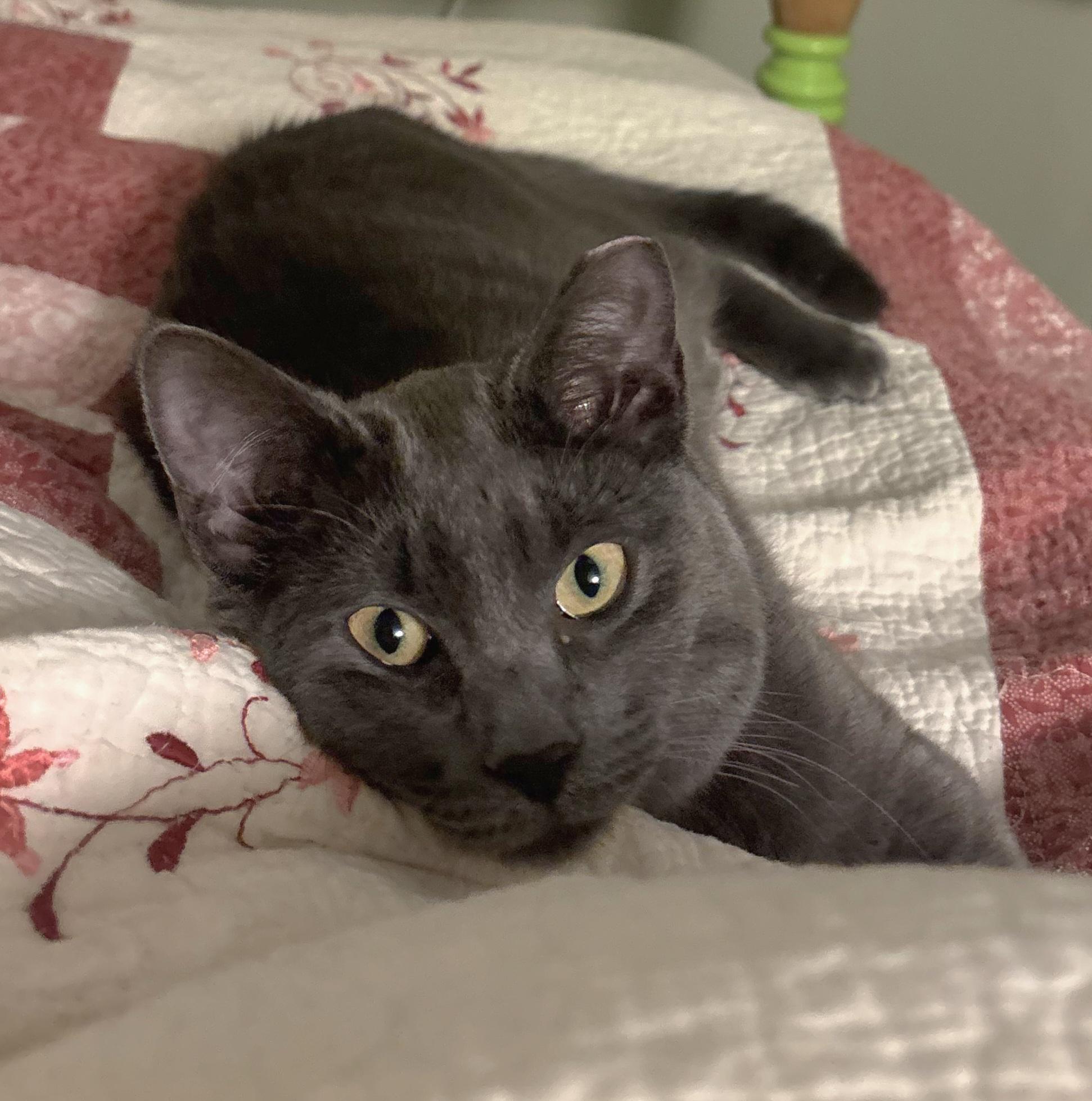 Enlarge Cielo, a ADOPTABLE Domestic Short Hair in Ridgewood, NY image 2/5