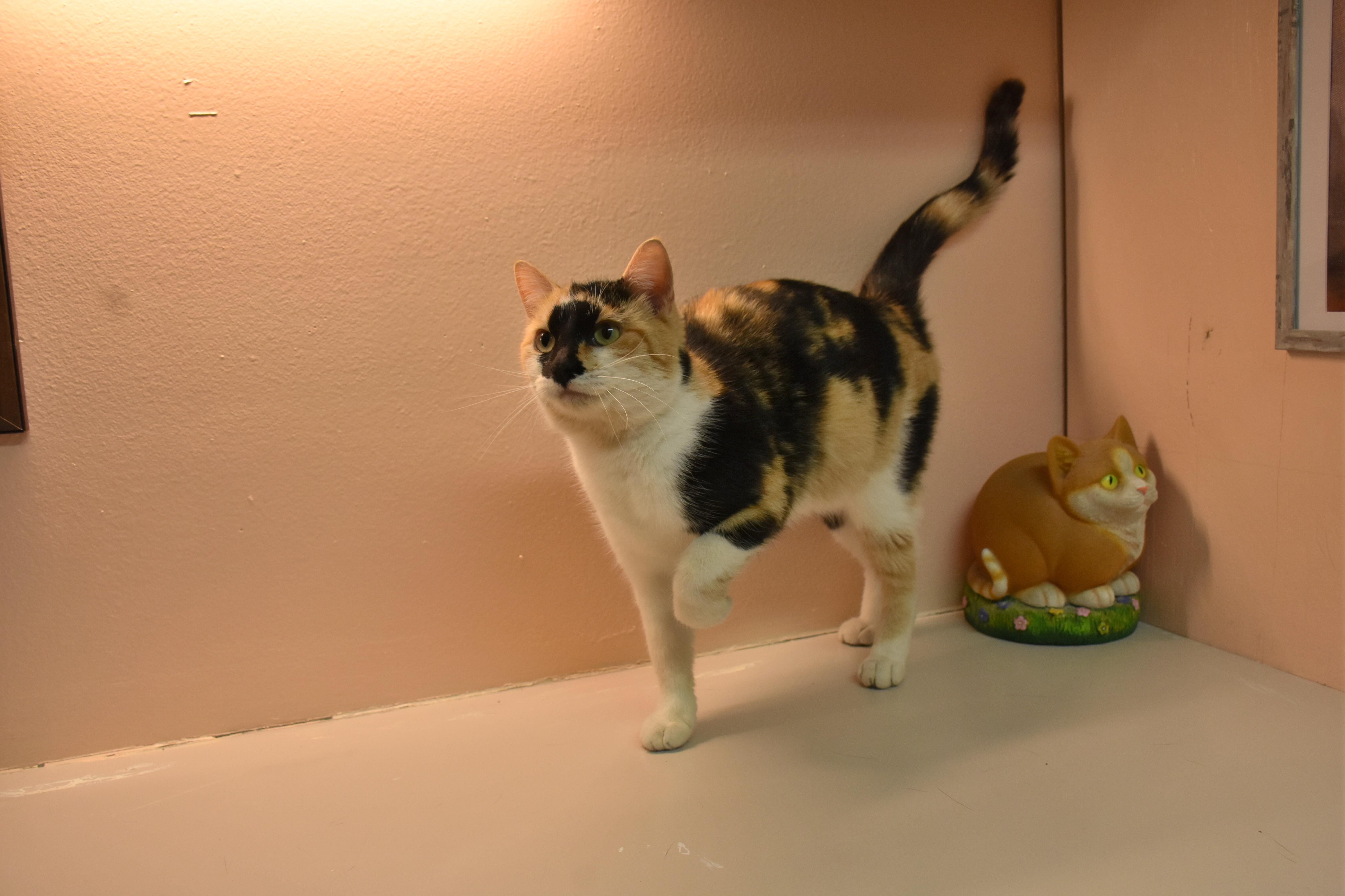Lydia, ADOPTABLE, Adult Female Domestic Short Hair.