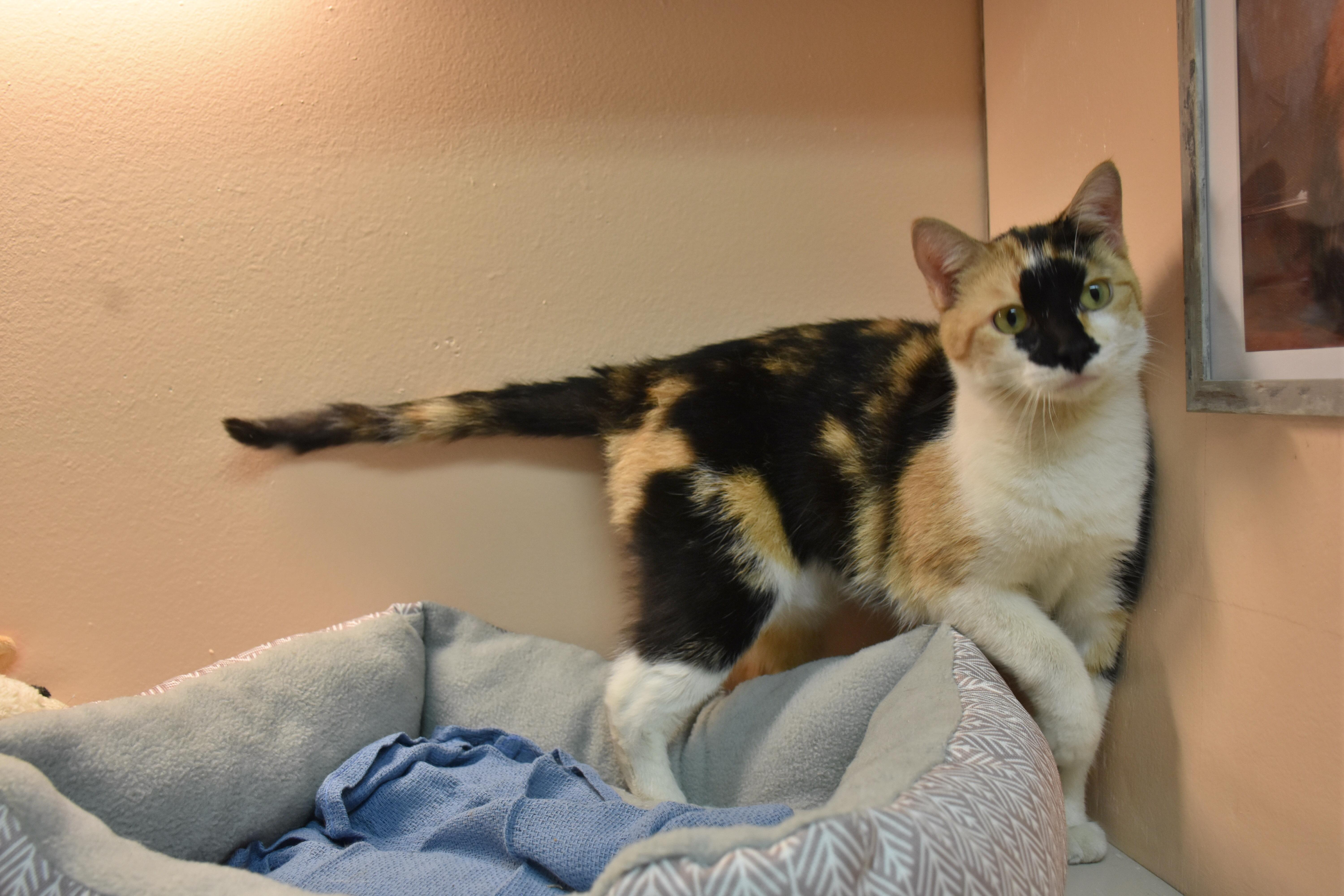 Lydia, ADOPTABLE, Adult Female Domestic Short Hair.
