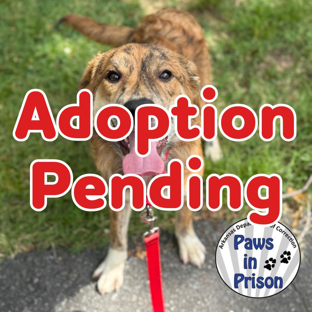 Enlarge Colleen 25-087, a Adoptable Australian Shepherd in Little Rock, AR image 1/1