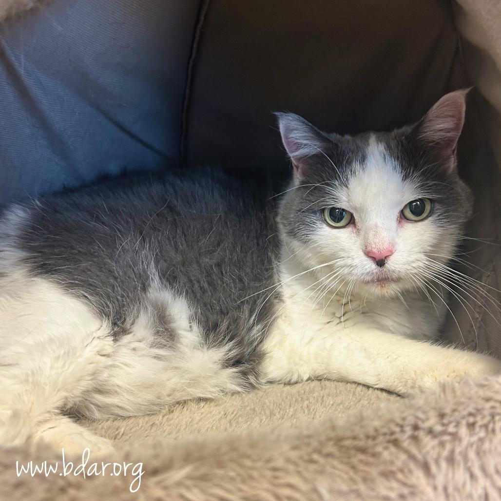 Peppa, Adoptable, Senior Female Domestic Short Hair.
