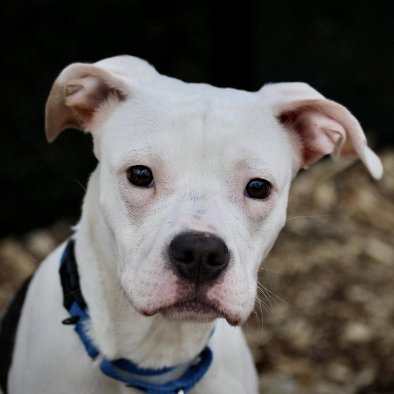 Enlarge Aloka, an adopted mixed breed in Briarcliff Manor, NY image 1/3