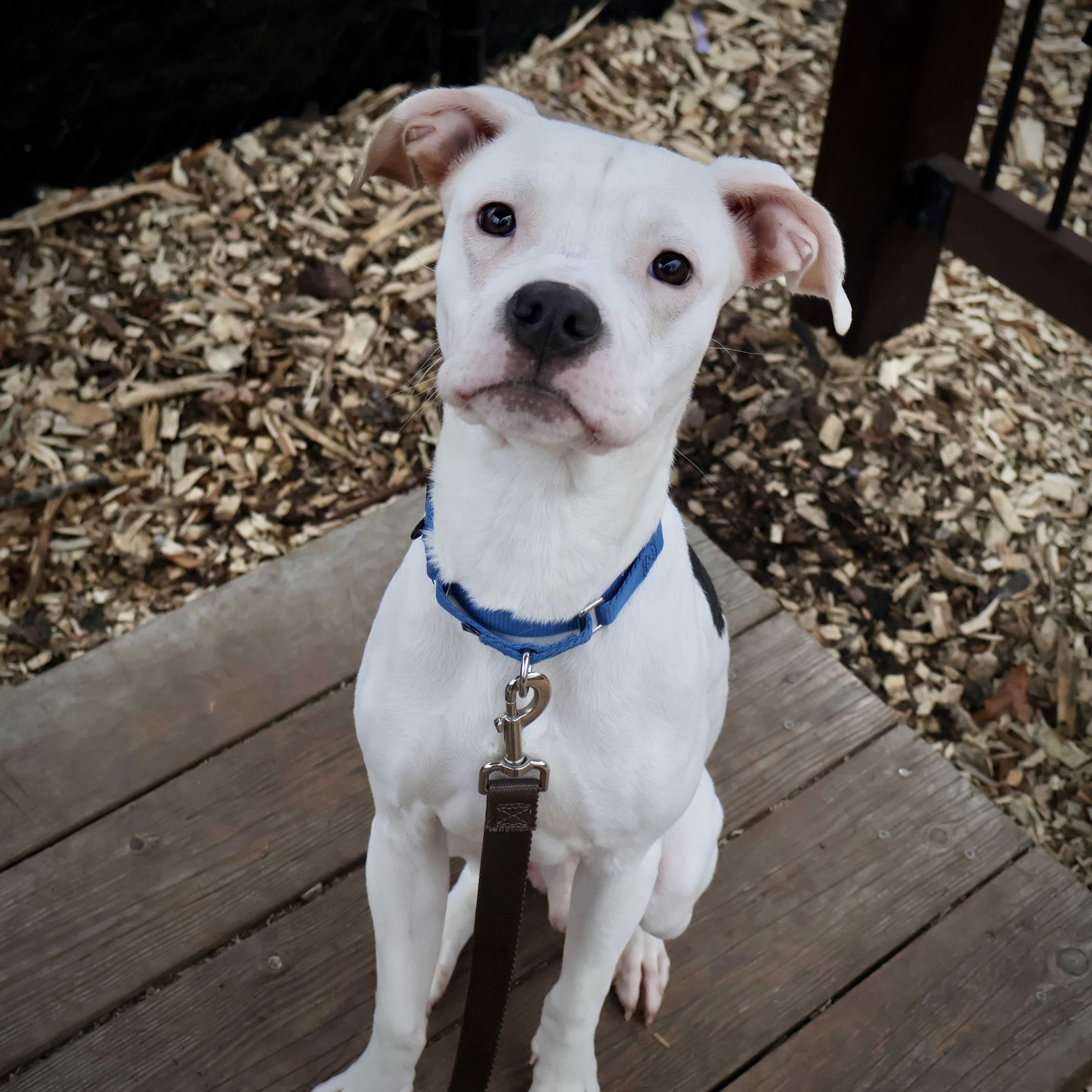 Enlarge Aloka, an adopted mixed breed in Briarcliff Manor, NY image 2/3