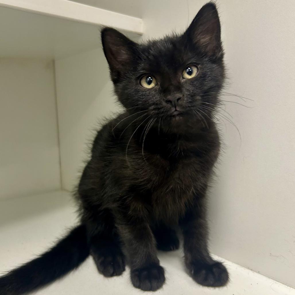 Kate, Adoptable, Kitten Female Domestic Short Hair.