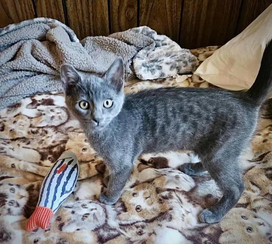 GILLIGAN - Bonded with Mikey, Adoptable, Kitten Male Domestic Short Hair.