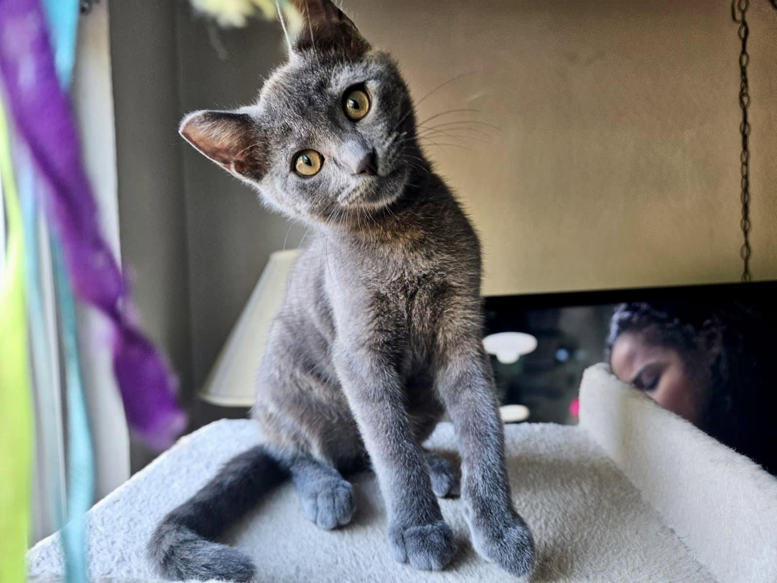 Enlarge GILLIGAN - Bonded with Mikey, a Adoptable Domestic Short Hair in Fremont, CA image 2/3