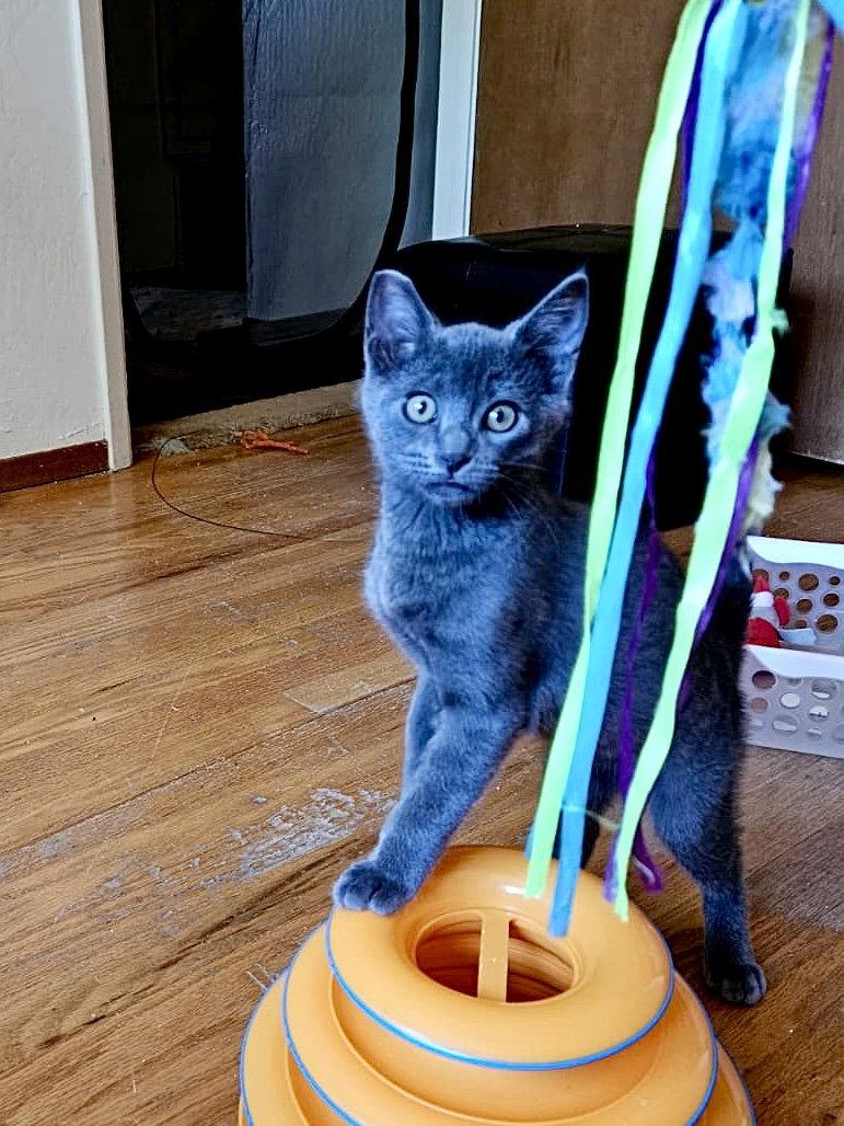 Enlarge GILLIGAN - Bonded with Mikey, a Adoptable Domestic Short Hair in Fremont, CA image 3/3