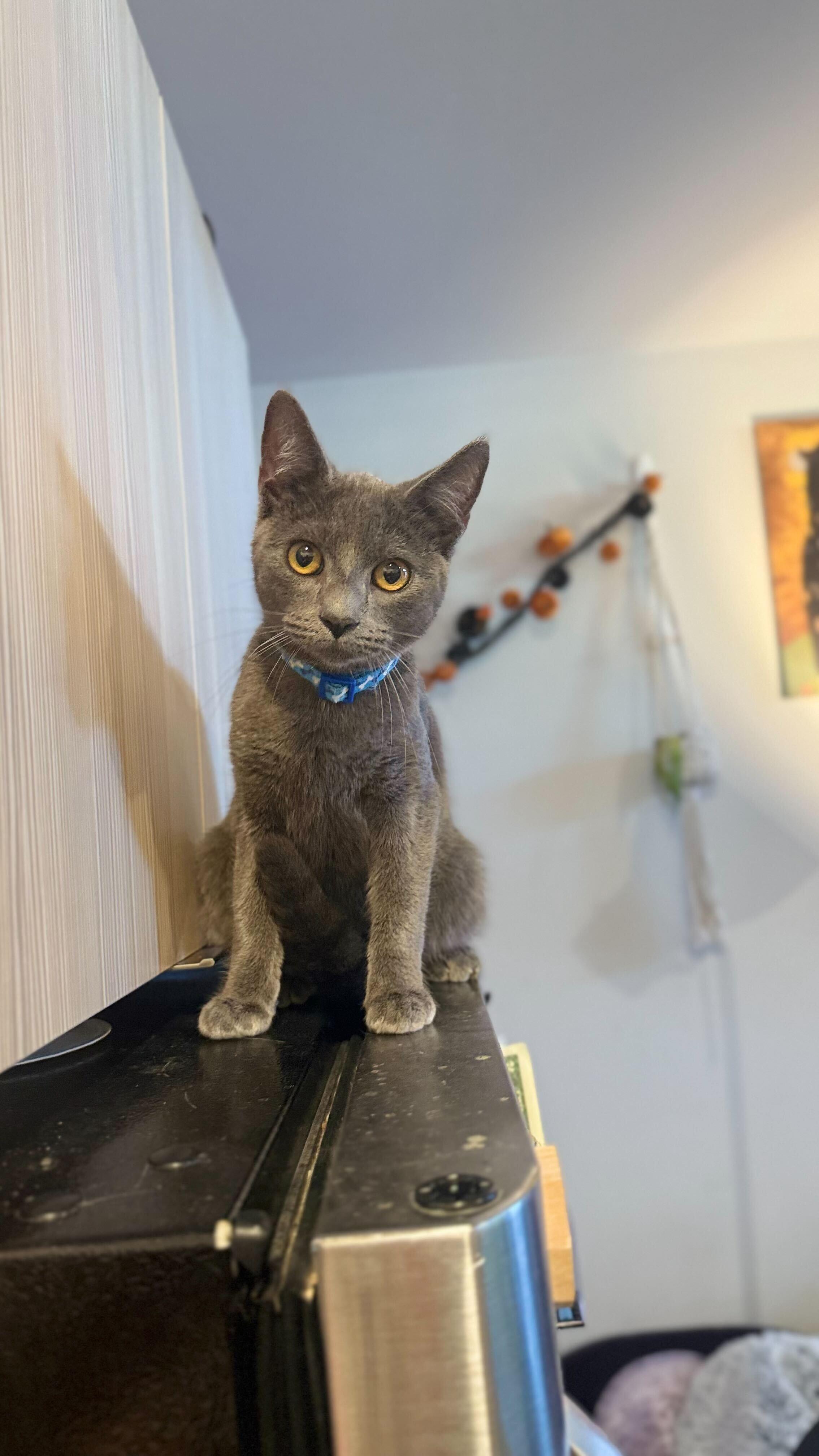 Wakko, adopted, Kitten Male Domestic Short Hair.