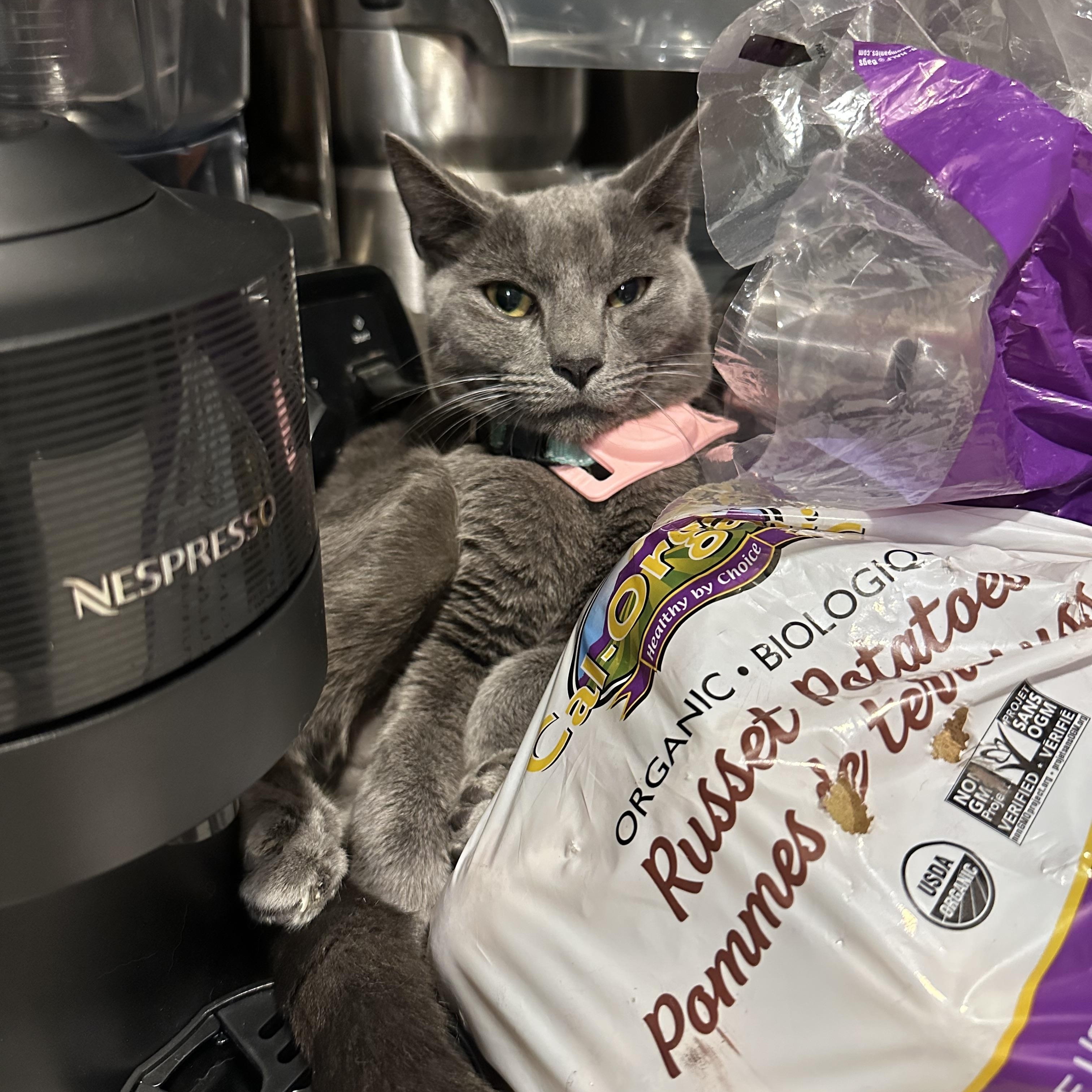 Enlarge Wakko, an adopted Domestic Short Hair in Sherman Oaks, CA image 3/4