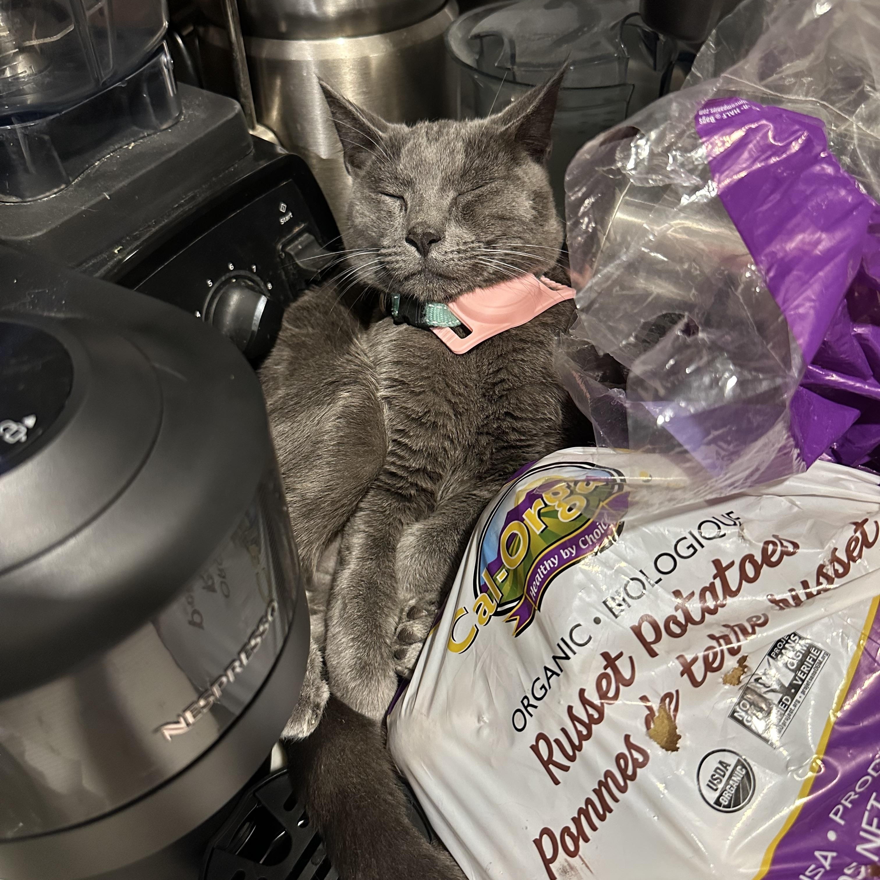 Enlarge Wakko, an adopted Domestic Short Hair in Sherman Oaks, CA image 4/4