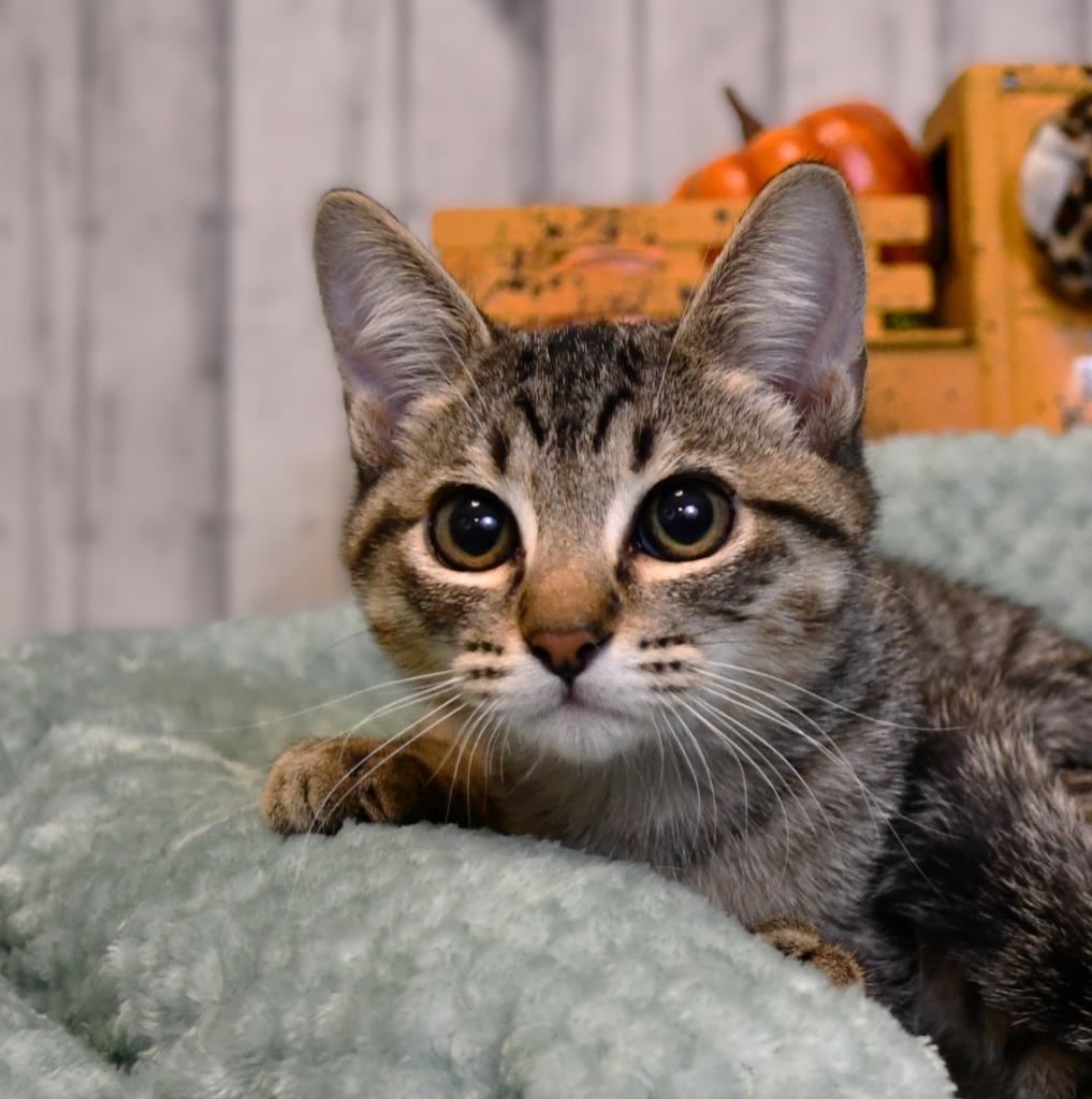 Jaxson, Adoptable, Kitten Male Domestic Short Hair.