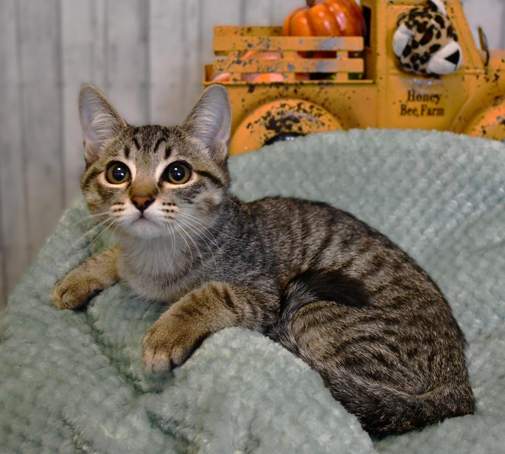 Jaxson, a Adoptable mixed breed in Roanoke, TX image 2/3