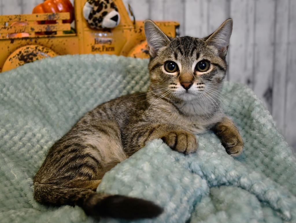 Jaxson, a Adoptable mixed breed in Roanoke, TX image 3/3