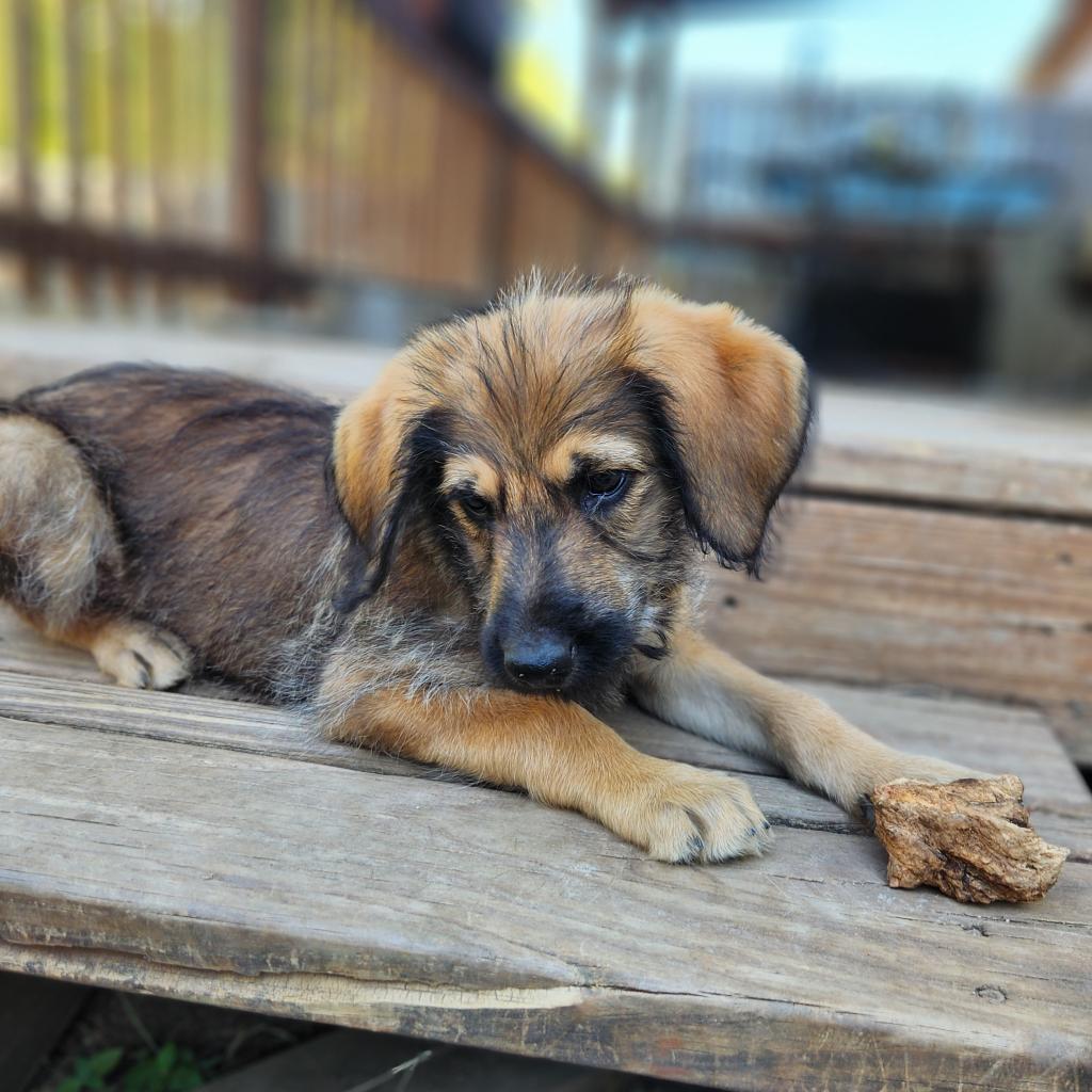 Dog for adoption Harry AL, a Standard Poodle & German Shepherd Dog