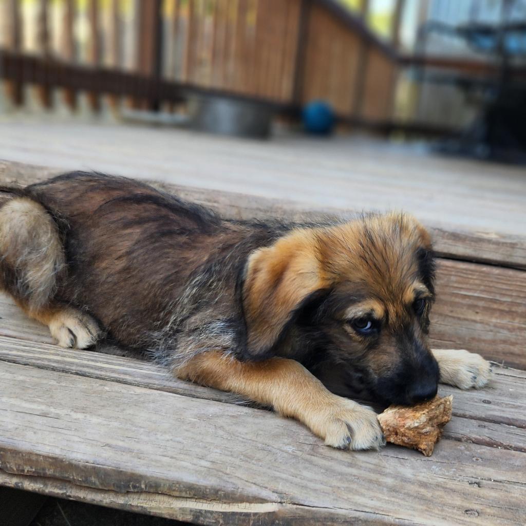 Dog for adoption Harry AL, a Standard Poodle & German Shepherd Dog