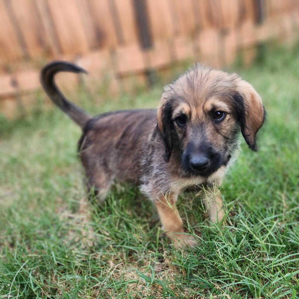 Dog for adoption Harry AL, a Standard Poodle & German Shepherd Dog