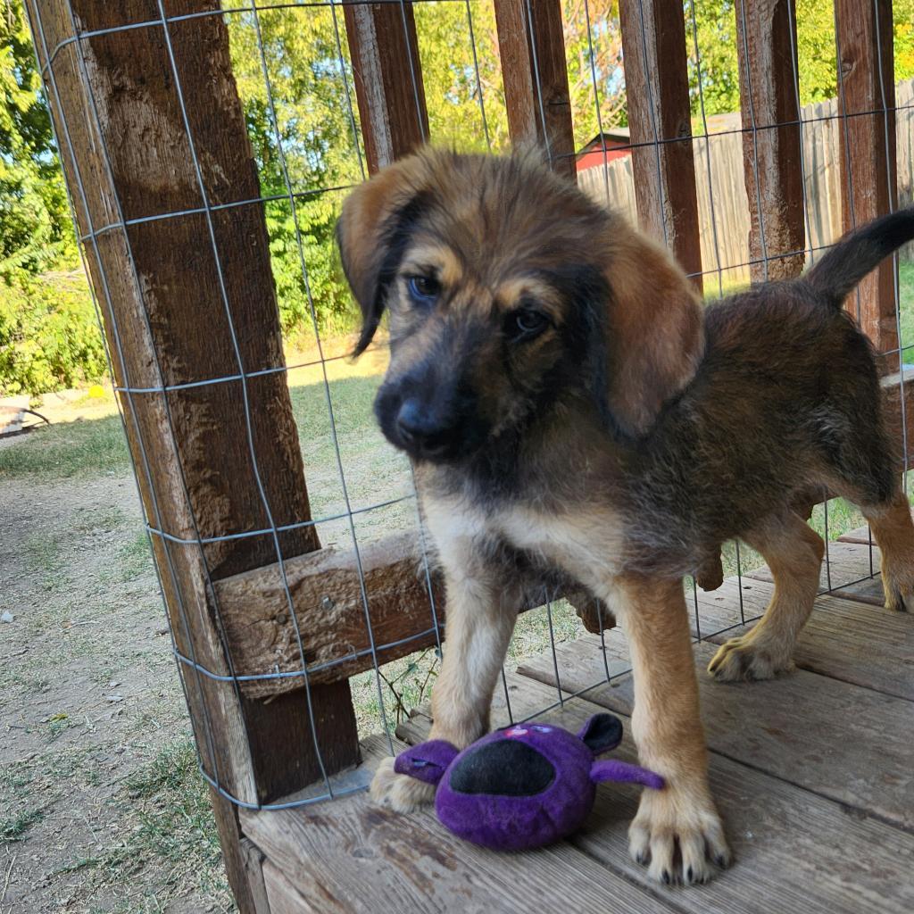 Dog for adoption Harry AL, a Standard Poodle & German Shepherd Dog