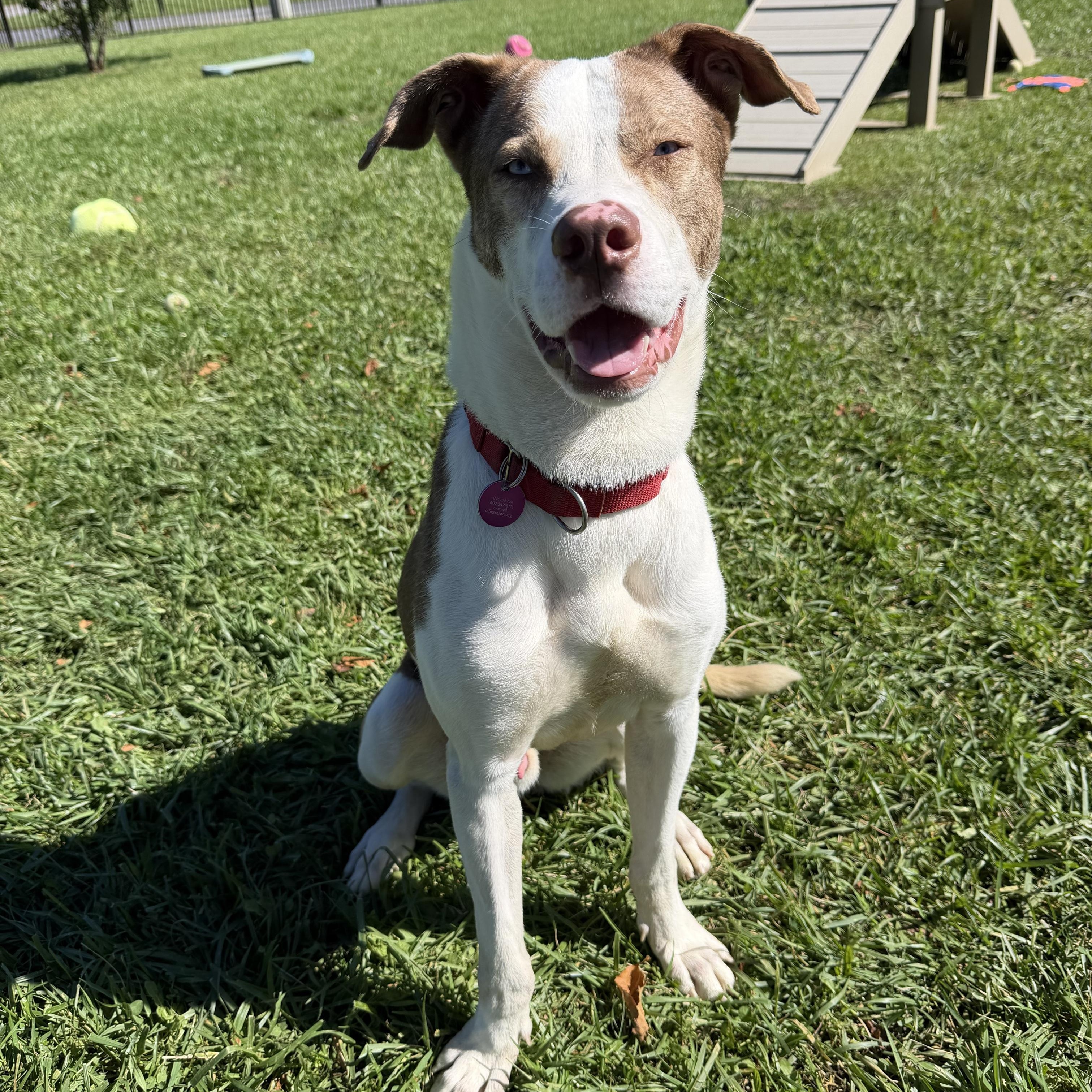 Enlarge Tito, a Adoptable Mixed Breed in Cooperstown, NY image 4/6