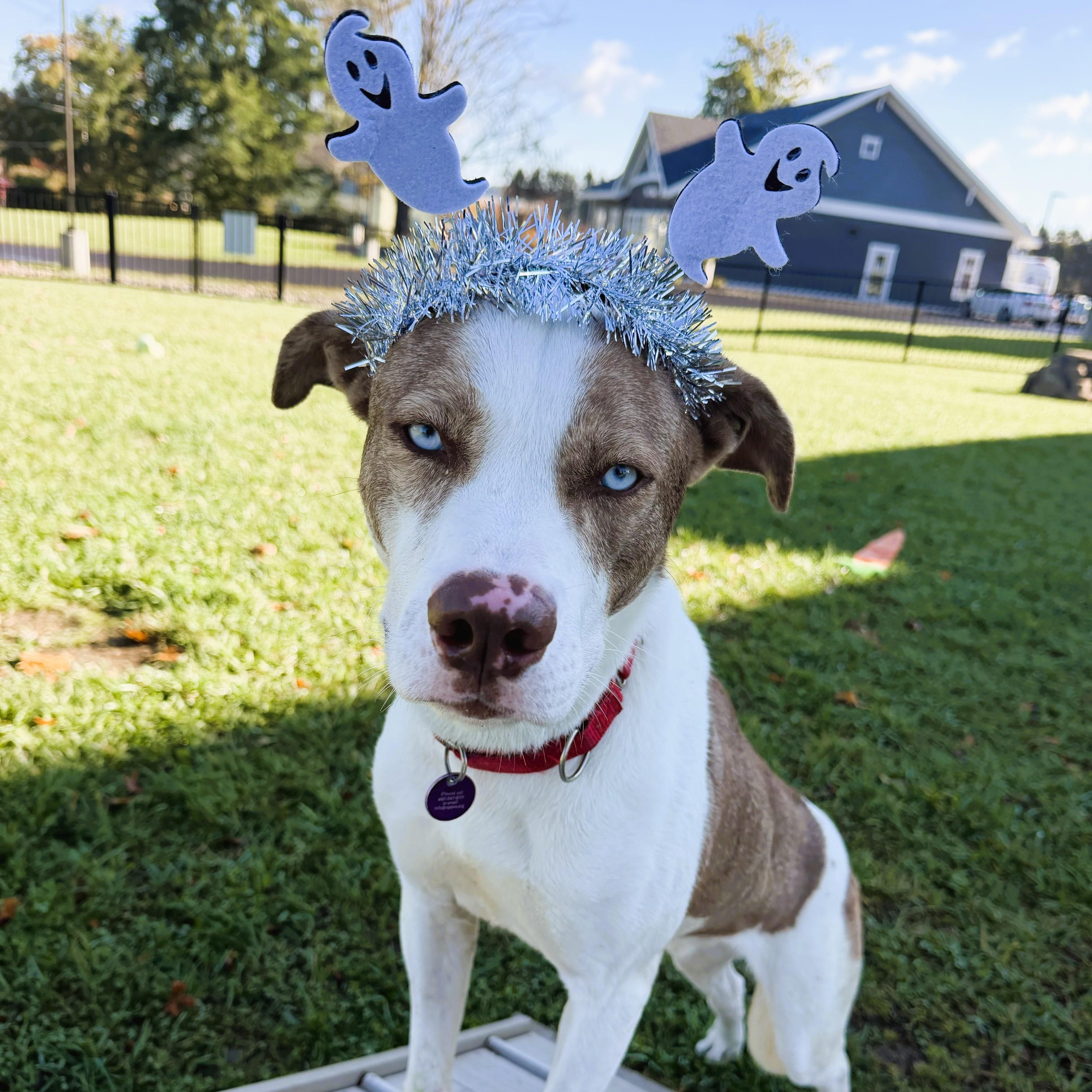 Enlarge Tito, a Adoptable Mixed Breed in Cooperstown, NY image 3/6