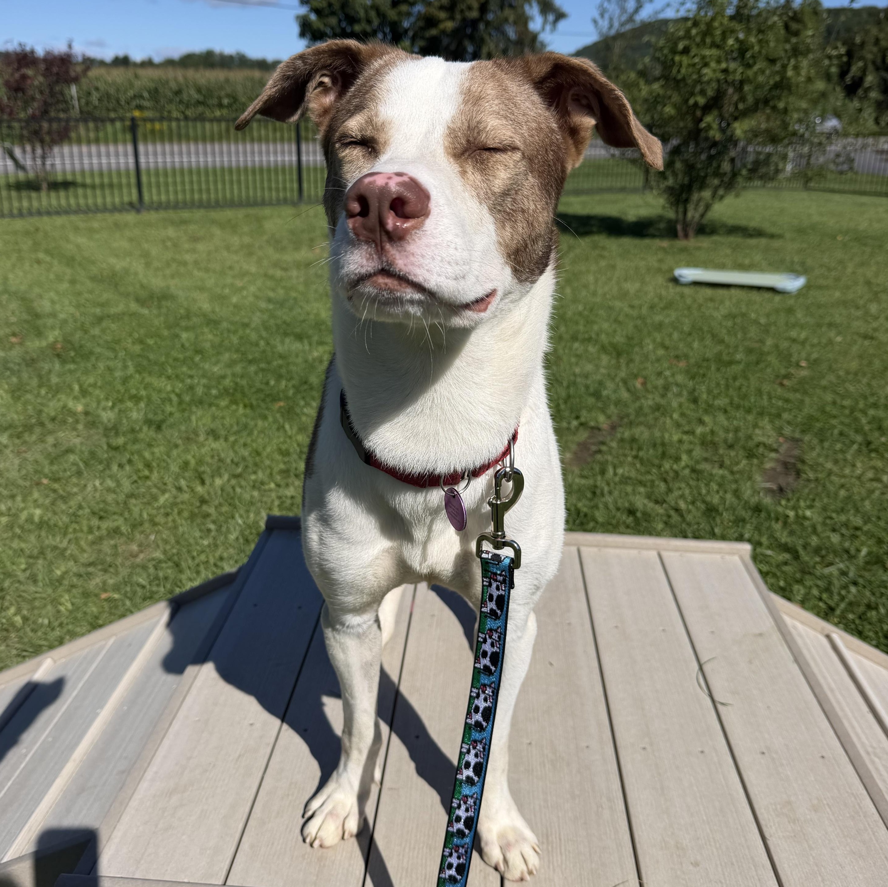 Enlarge Tito, a Adoptable Mixed Breed in Cooperstown, NY image 5/6