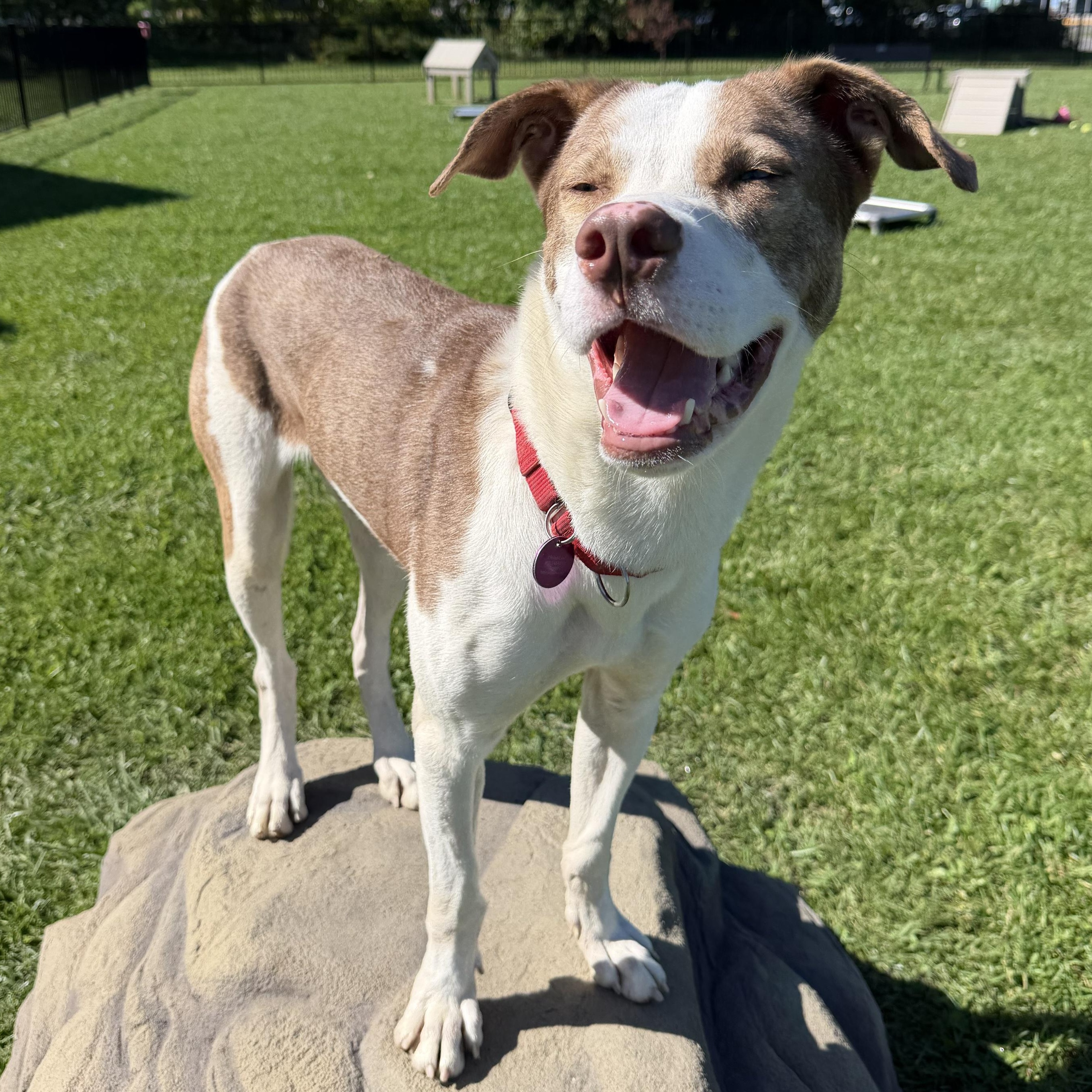 Enlarge Tito, a Adoptable Mixed Breed in Cooperstown, NY image 2/6