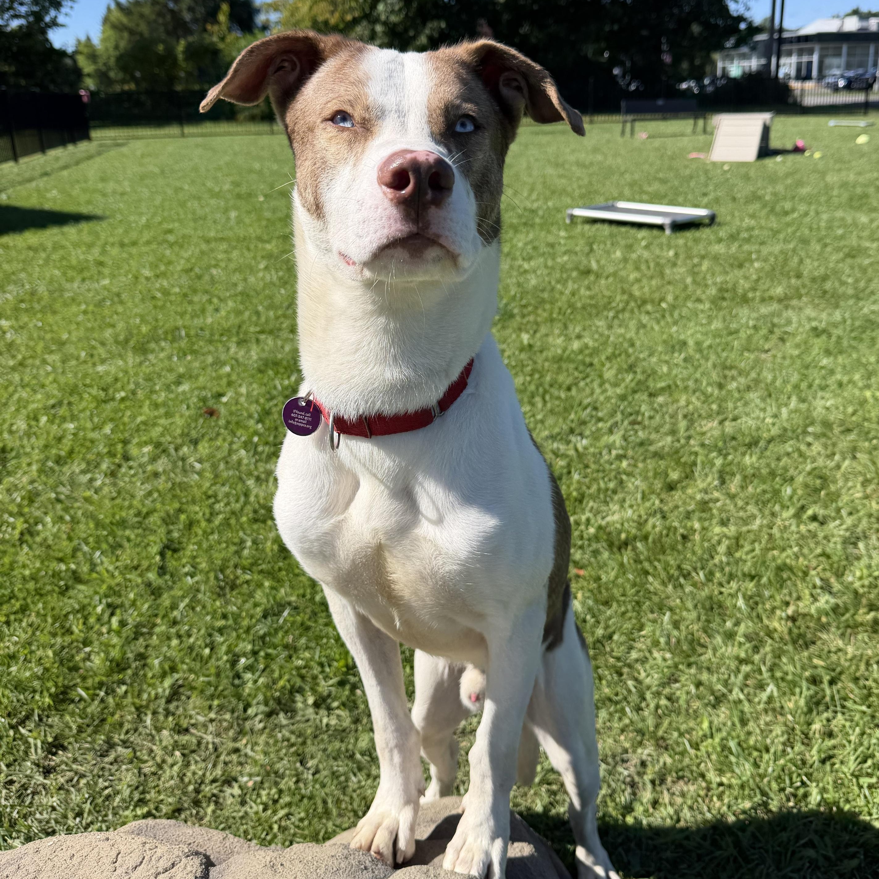 Enlarge Tito, a Adoptable Mixed Breed in Cooperstown, NY image 6/6