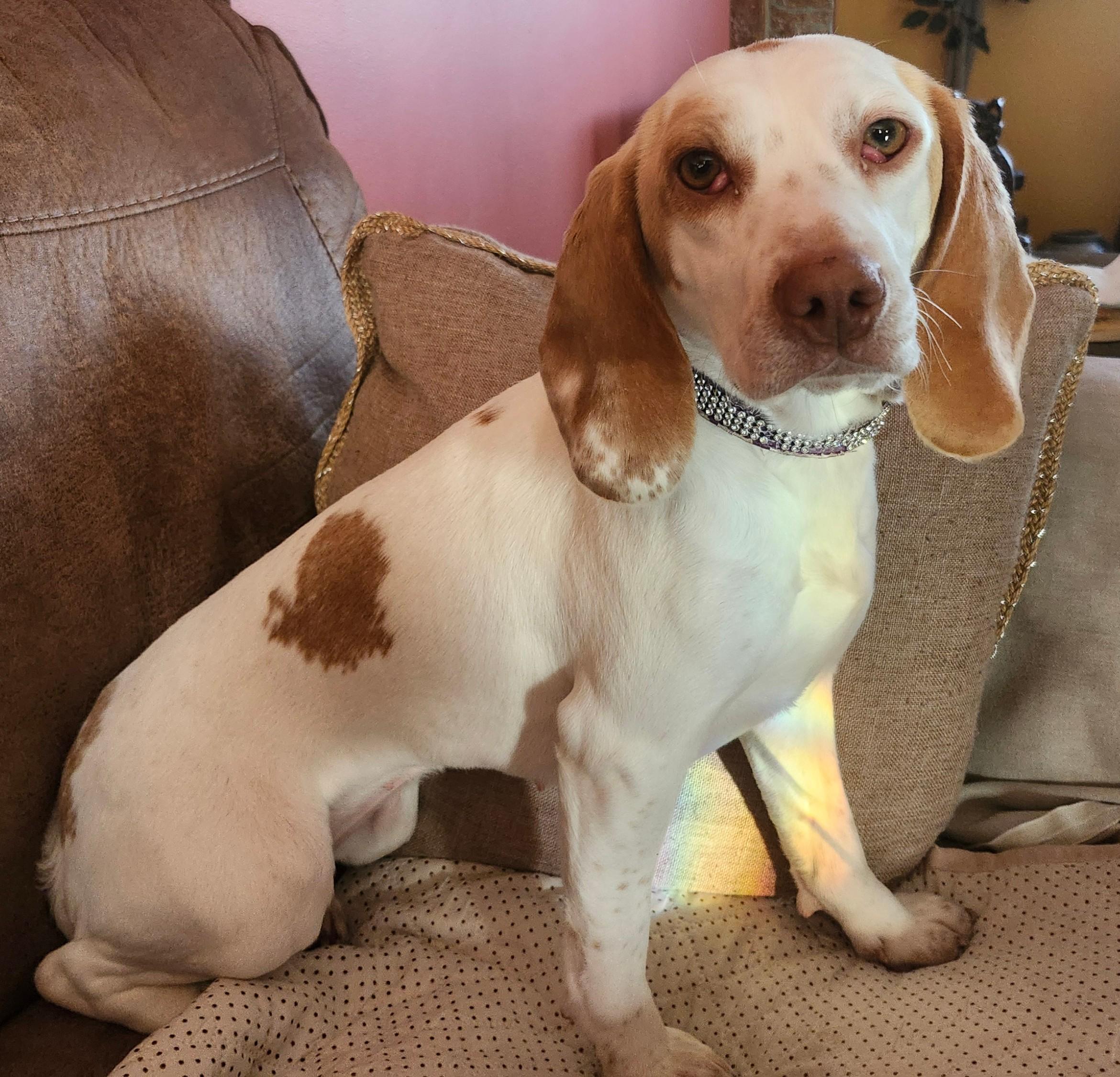 Cherry, ADOPTABLE, Adult Female Beagle.