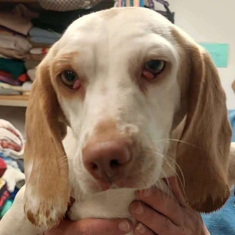 Cherry, ADOPTABLE, Adult Female Beagle.