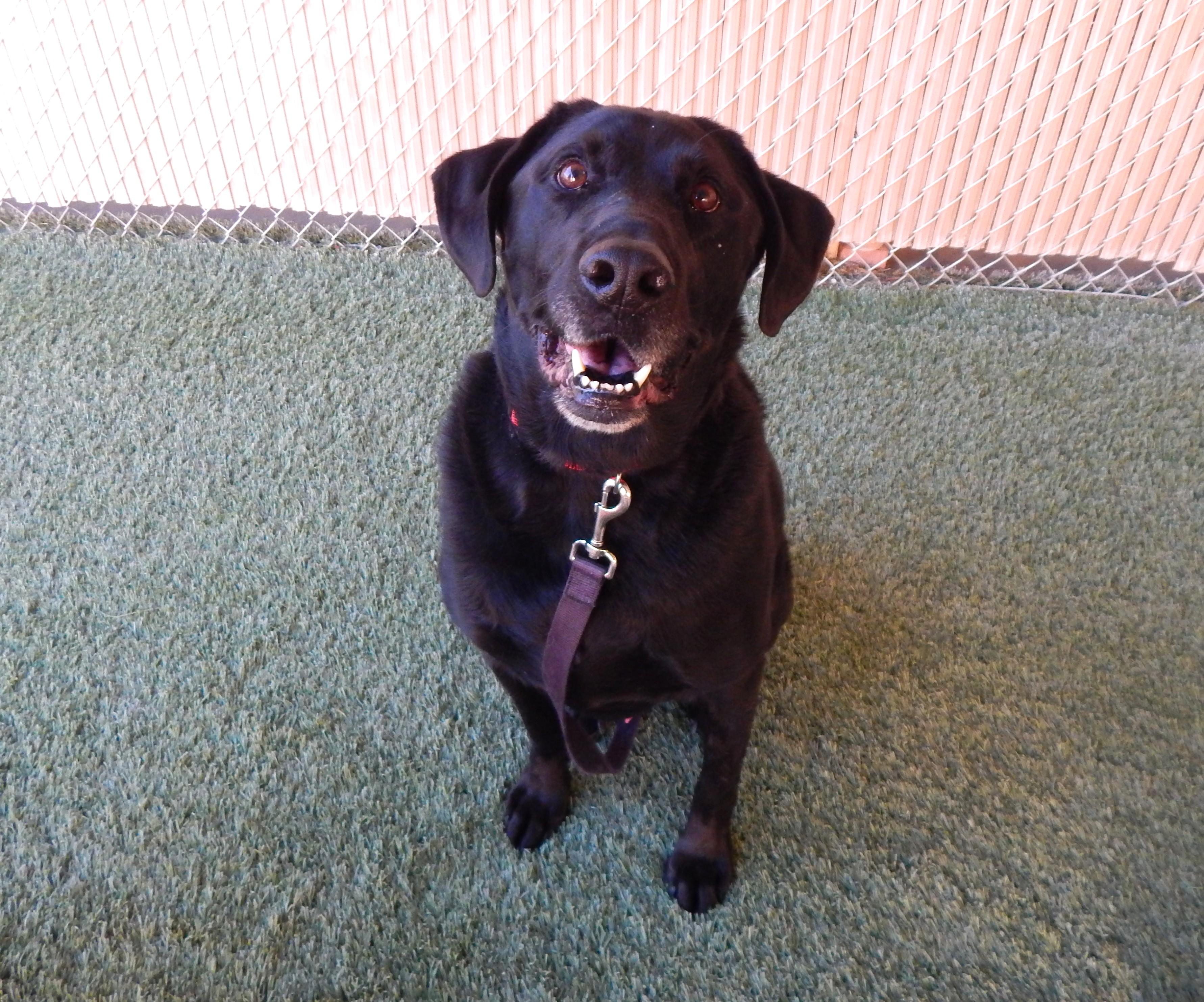 Digger, ADOPTABLE, Senior Male Labrador Retriever.