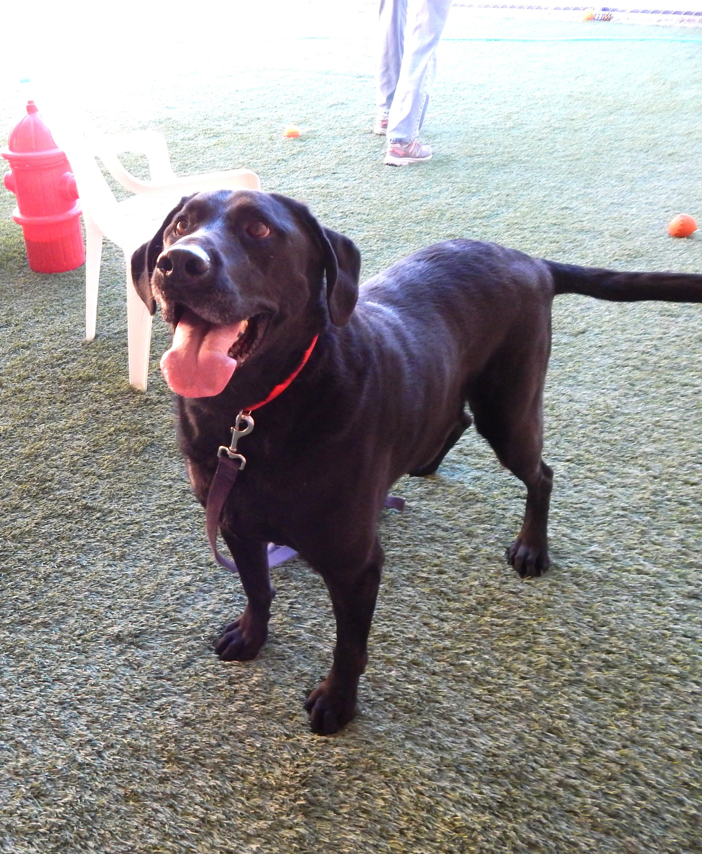 Digger, a ADOPTABLE Black Labrador Retriever in Mesquite, NV image 2/5